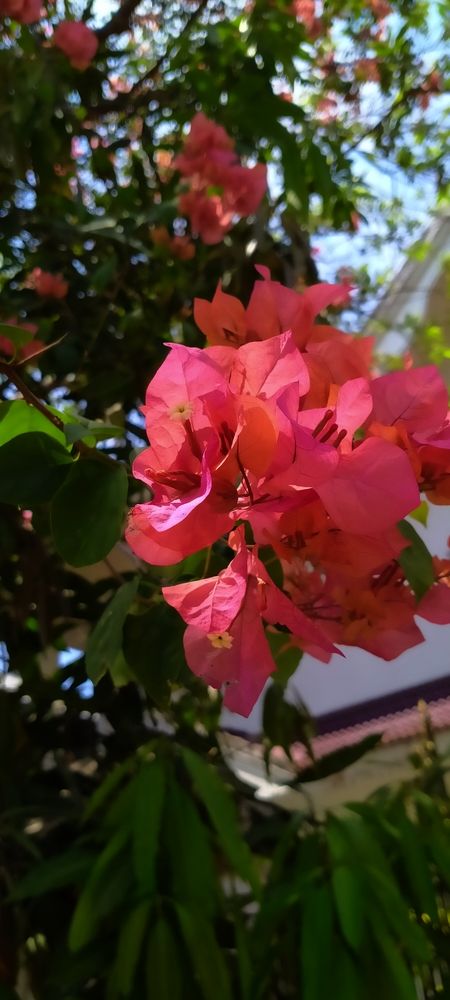 Photograph by Sayanth Suresh