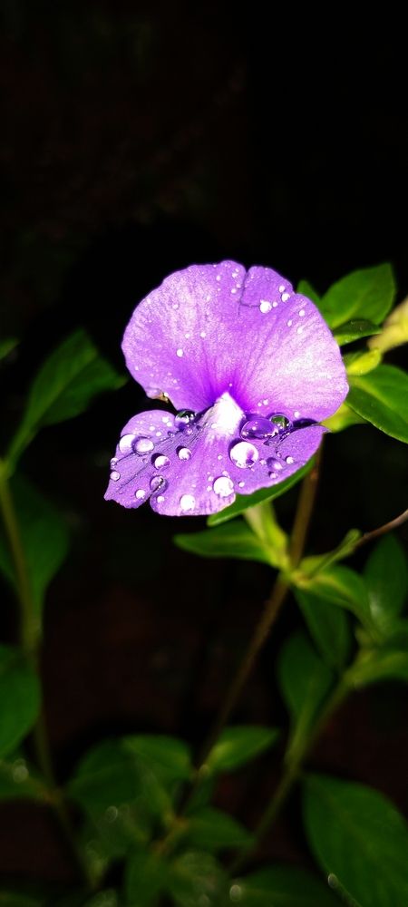 Photograph by Sayanth Suresh