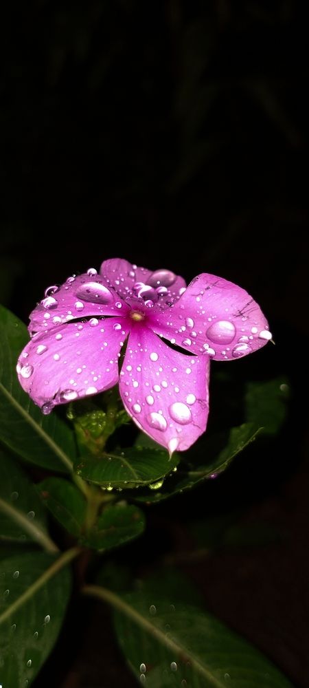 Photograph by Sayanth Suresh