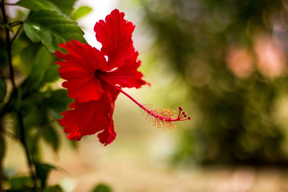 Photograph by Evelyn Carnot Montes