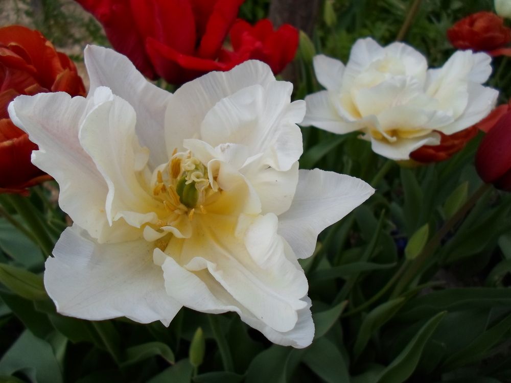 Photograph by Михаил Сербаев