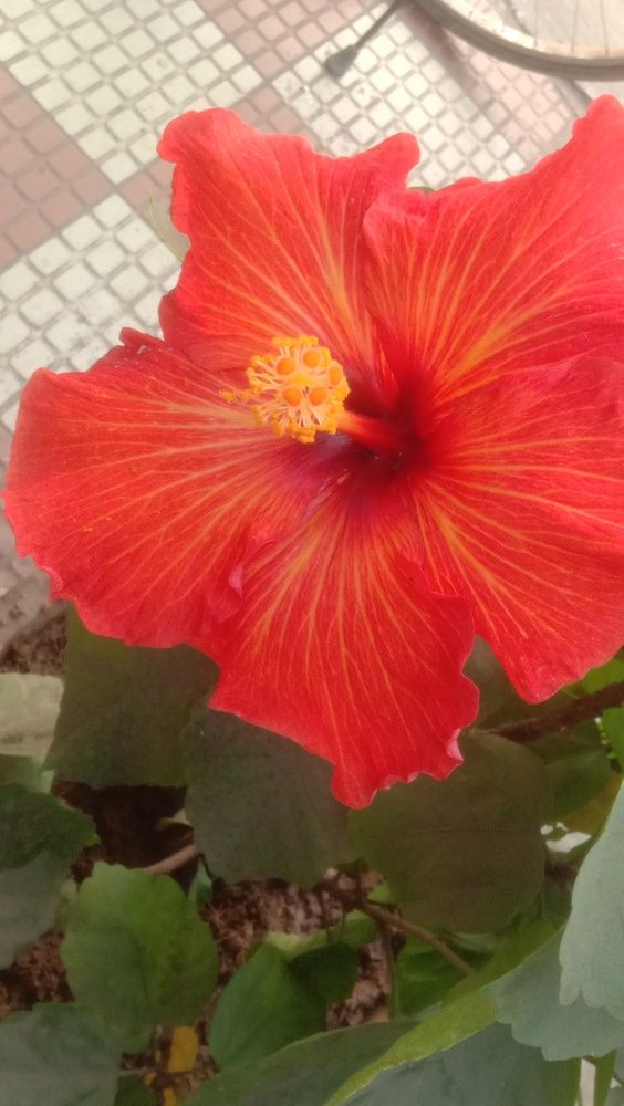 Photo #12497202
