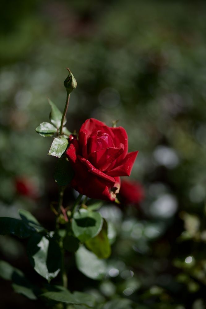 Photograph by Ольга Веретенникова