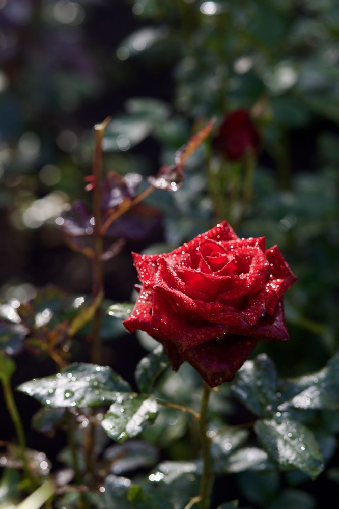 Photograph by Ольга Веретенникова