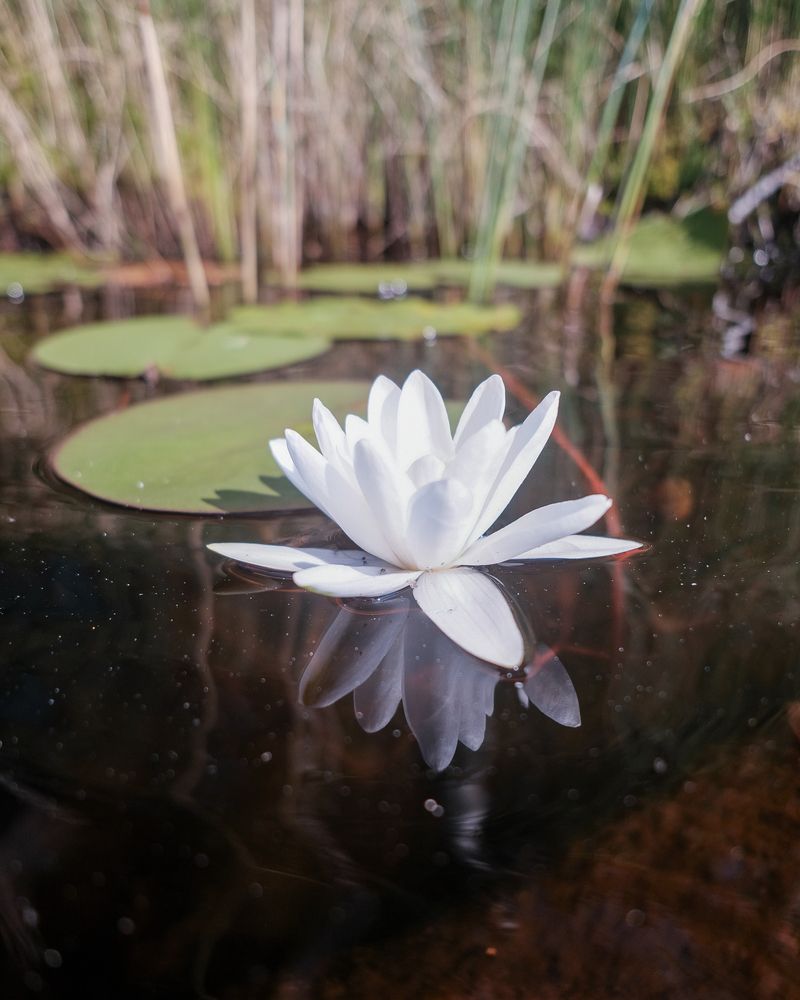 Photograph by Алексей Раимун