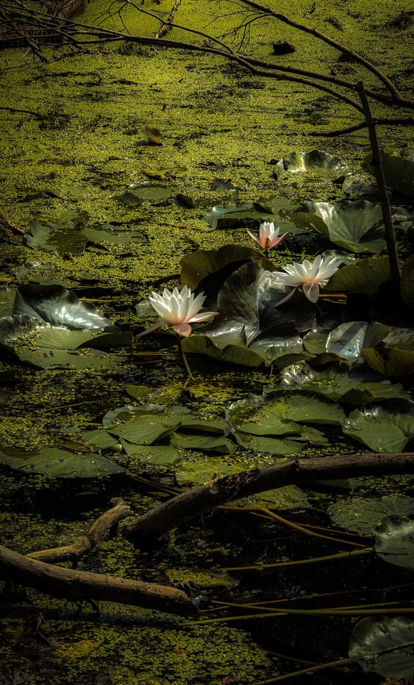 Photograph by Ирина Usanova