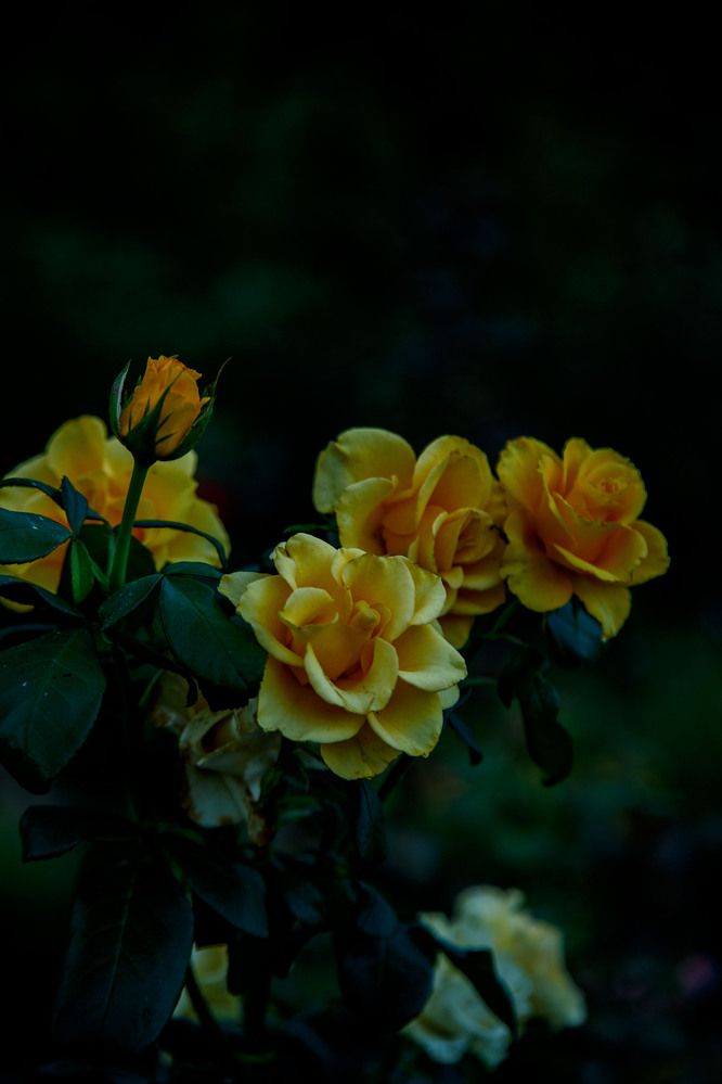 Photograph by Нелли