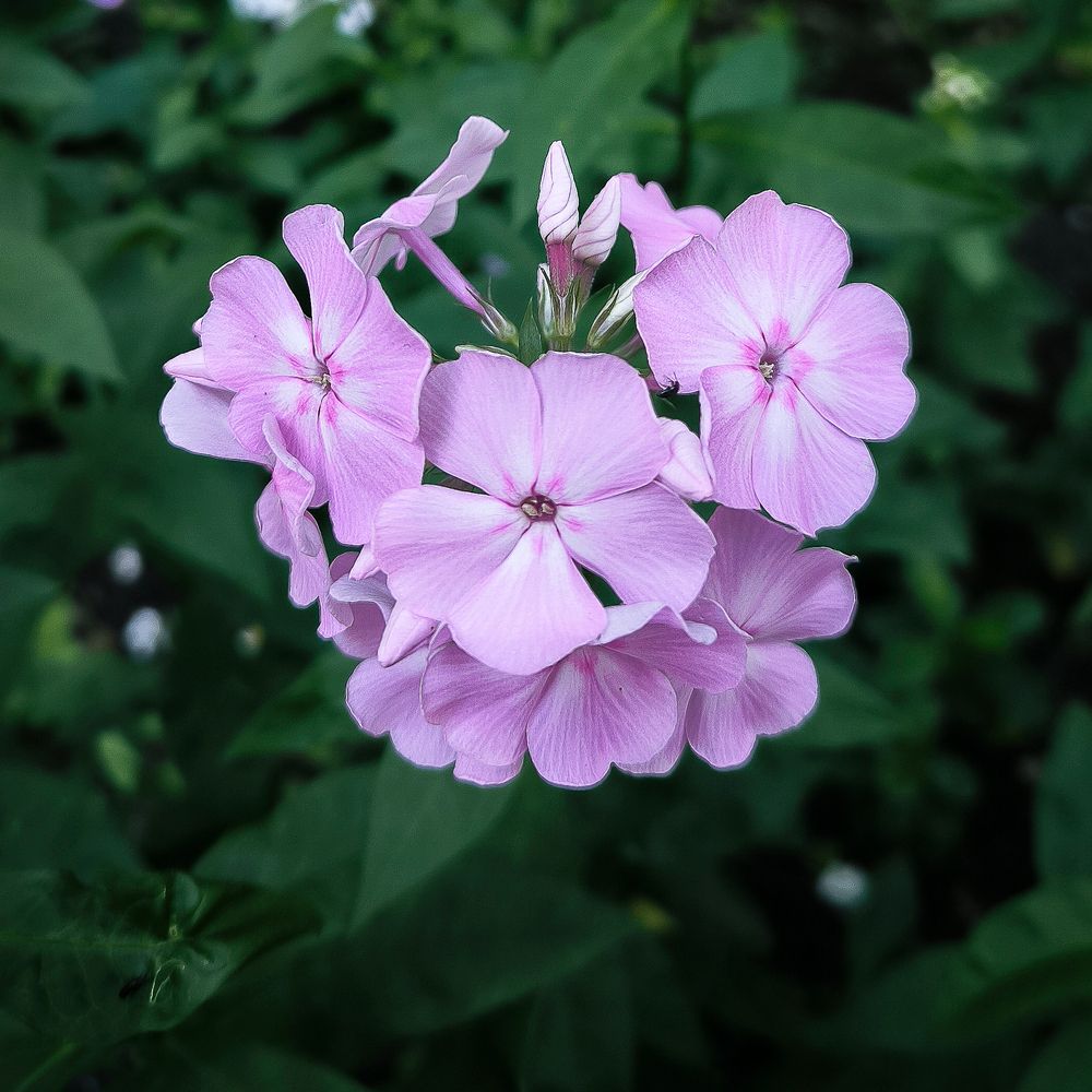 Photograph by Алексей Раимун