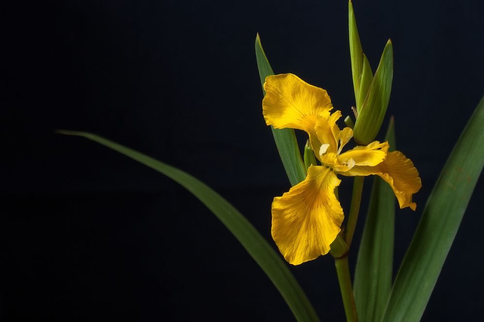 Утонченность