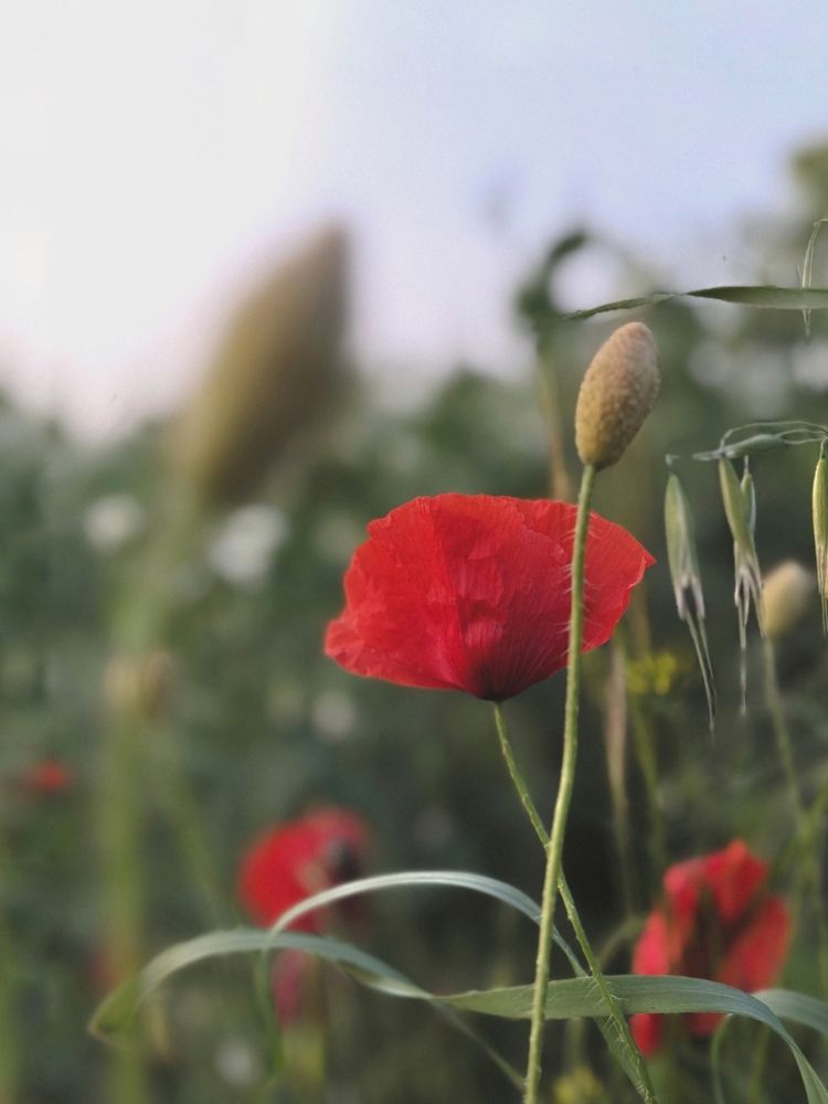 Photograph by Татьяна Цапкова
