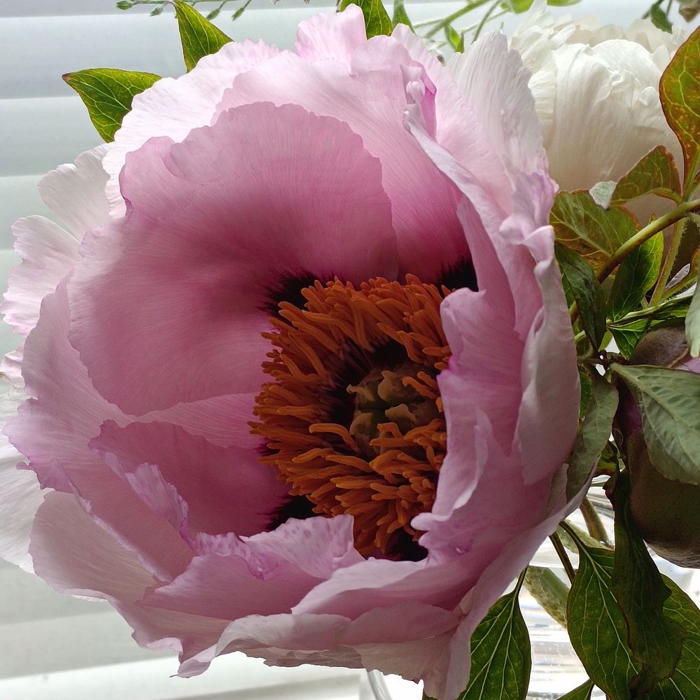 Photograph by Ирина Шведчикова