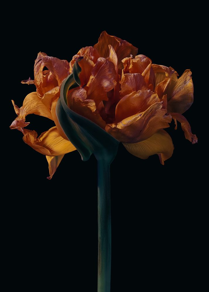 Фотография автора  Eirene