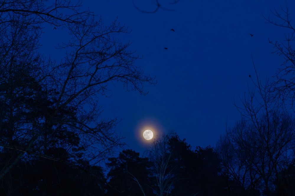 Photograph by Михаил Жиркин