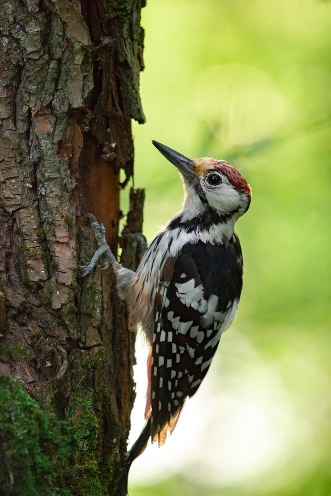 Photograph by Чаусова Елена