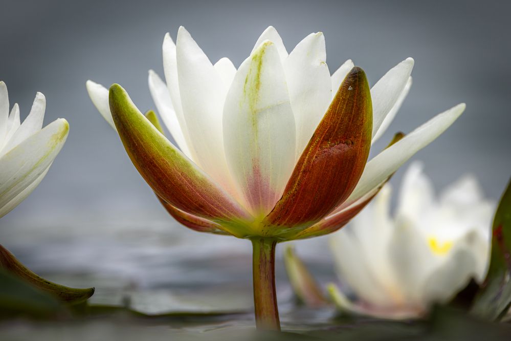 Photograph by Вера Машина