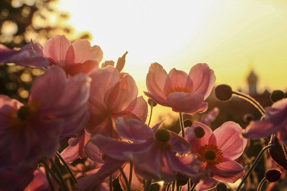 Фотография автора Светлана Долотова