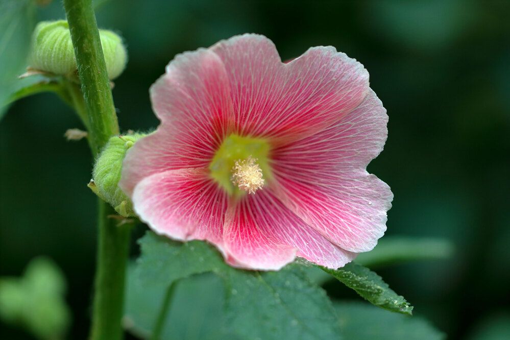 Фотография автора Светлана Долотова