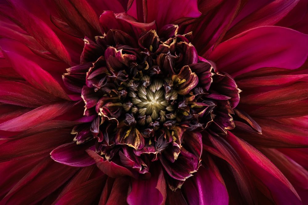 Фотография автора  Eirene