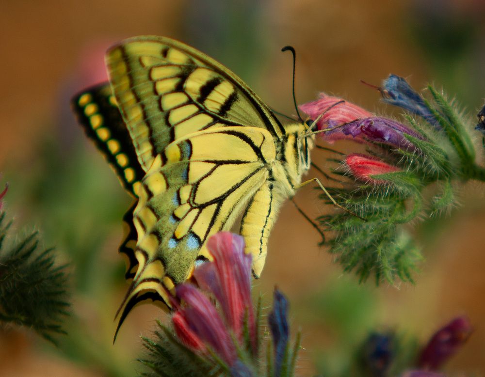 Photograph by Lada Tregubov