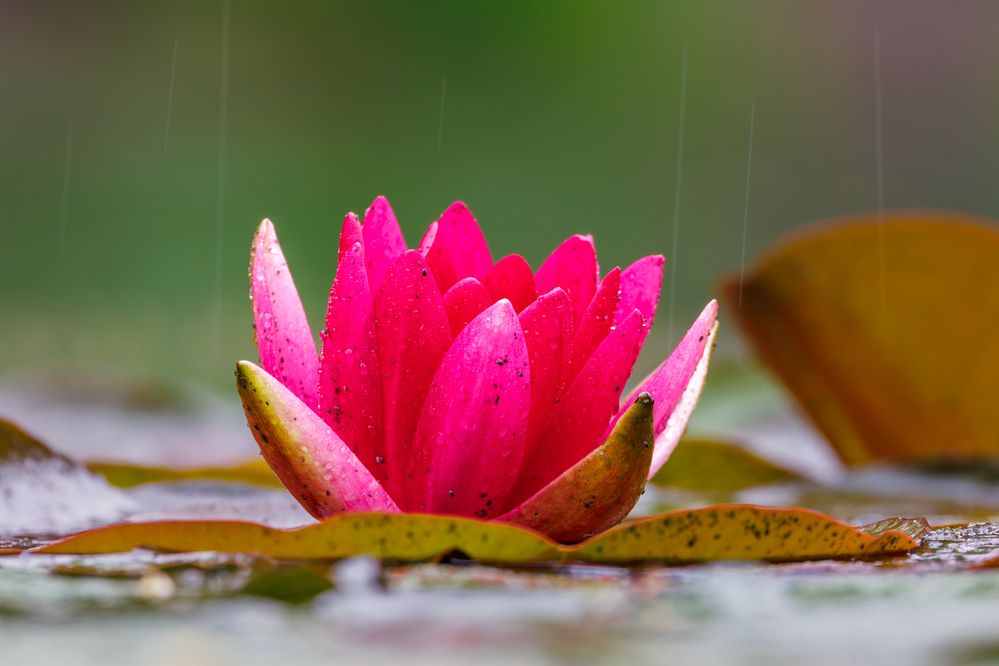 Photograph by Вера Машина