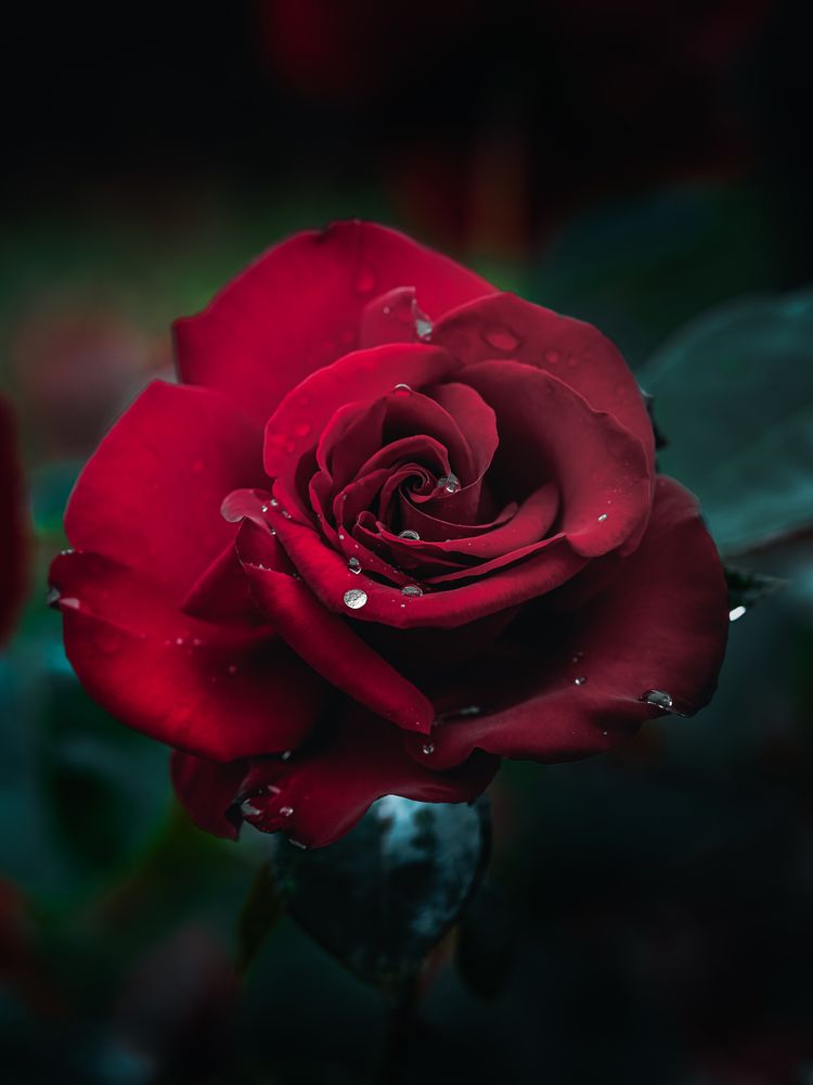 Фотография автора Uesan Aliace