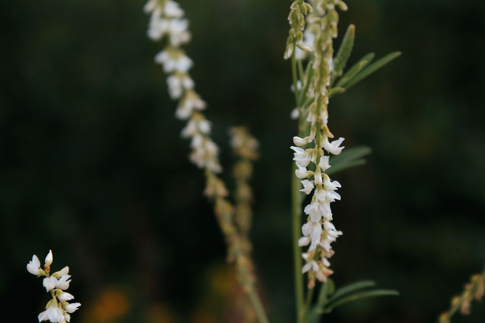 Photograph by Любовь