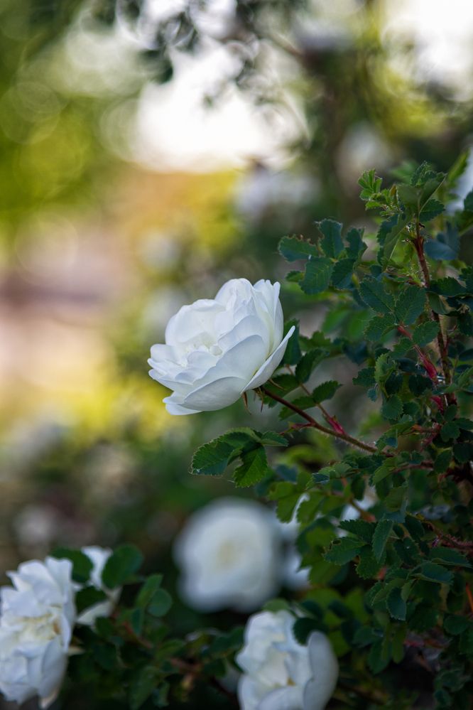 Photograph by Шудель Дмитрий