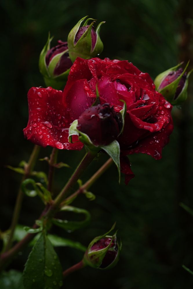 Фотография автора Юлия Овчинникова