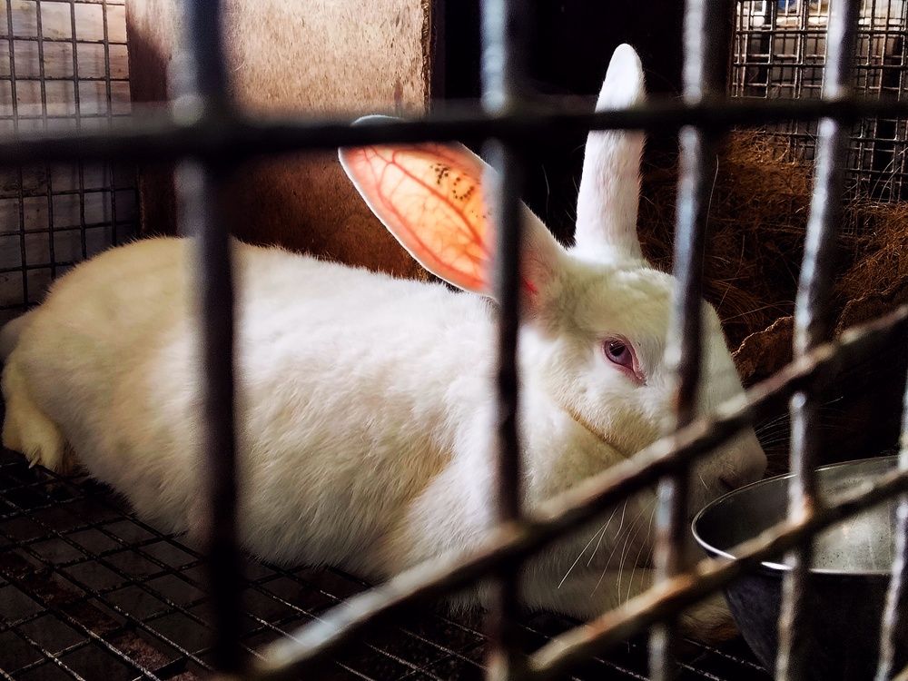 Фотография автора Captured Chronicles