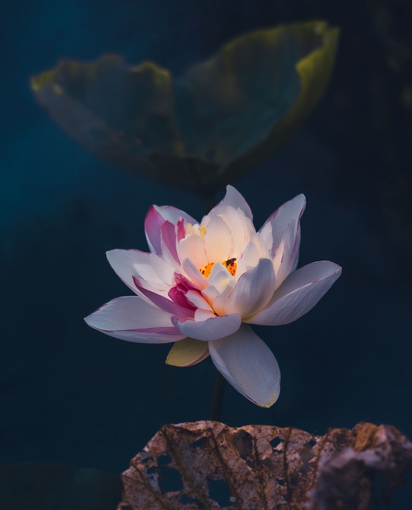 Photograph by Vuong Bui