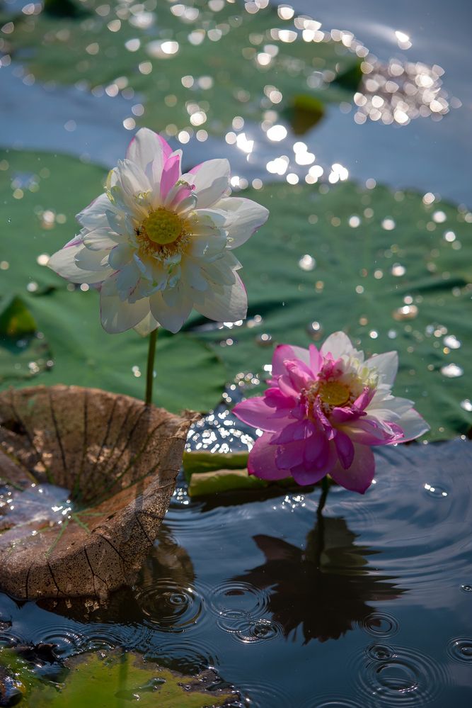 Photograph by Vuong Bui