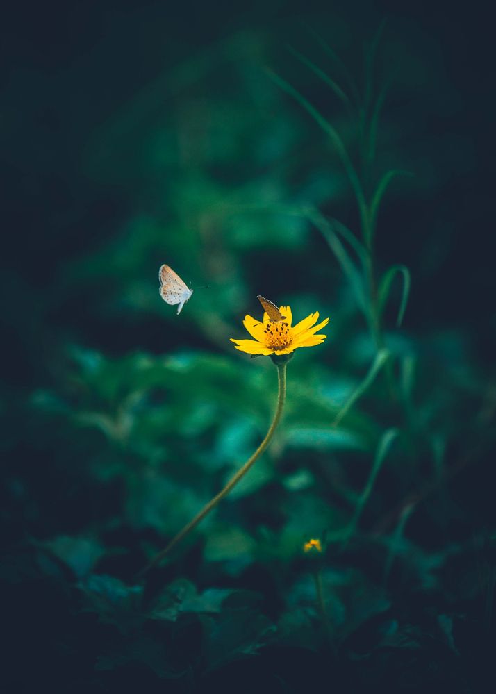 Photograph by Vuong Bui