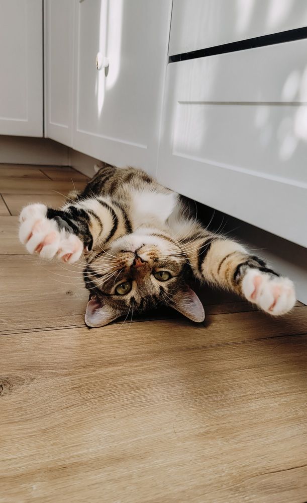 Кот Батон