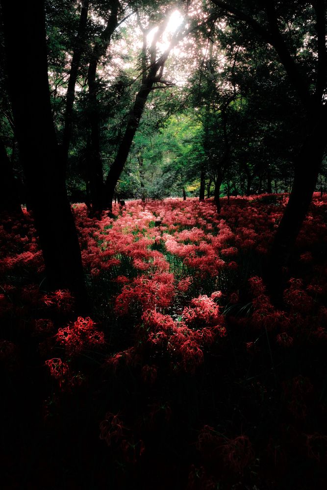 Фотография автора i_ ha__to