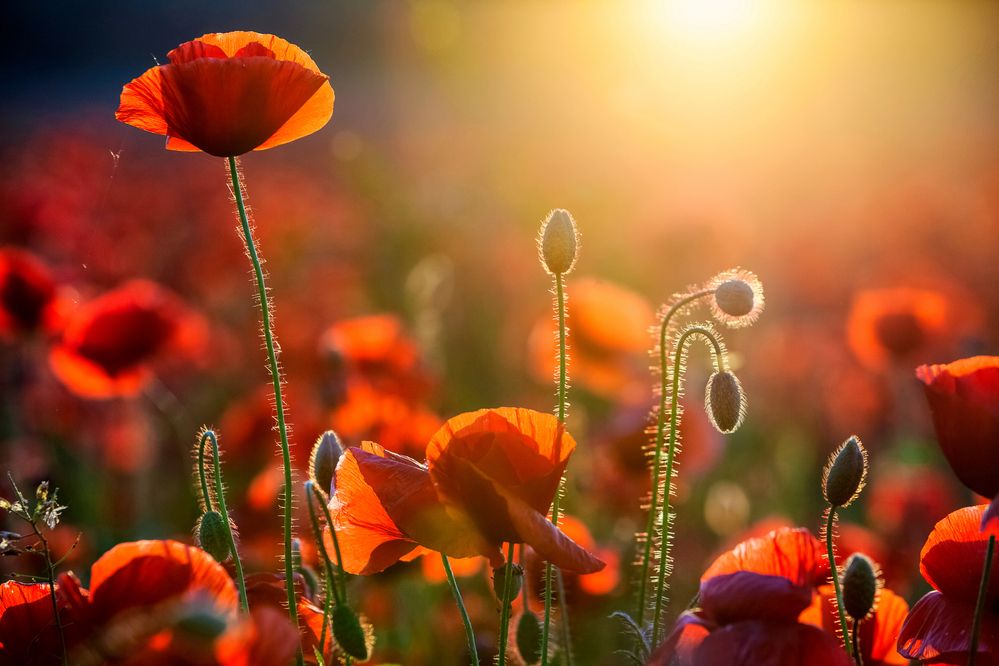 Photograph by Samir Kurtagić