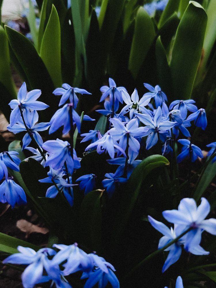 Фотография автора Алиса Исаева