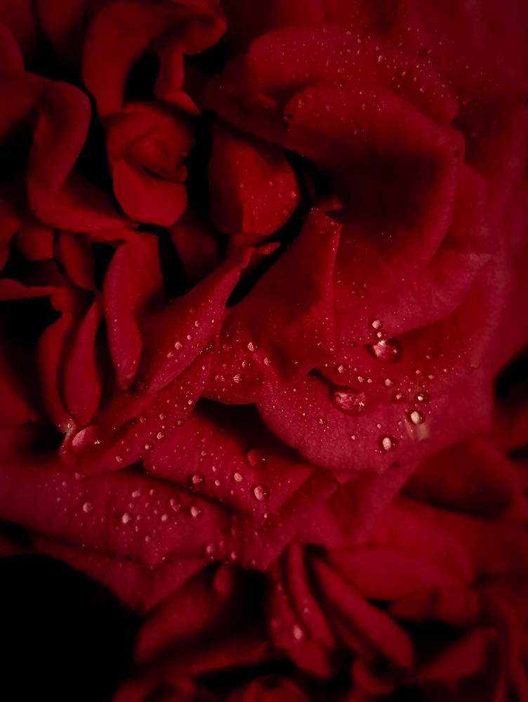 Photograph by Светлана Таркан