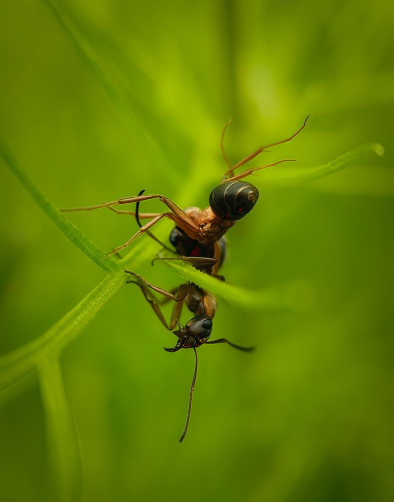 Photograph by Анастасия Семилетова