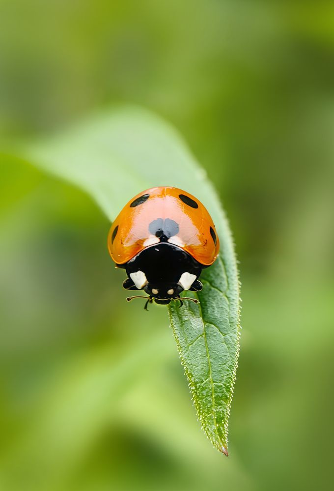 Photograph by Анастасия Семилетова