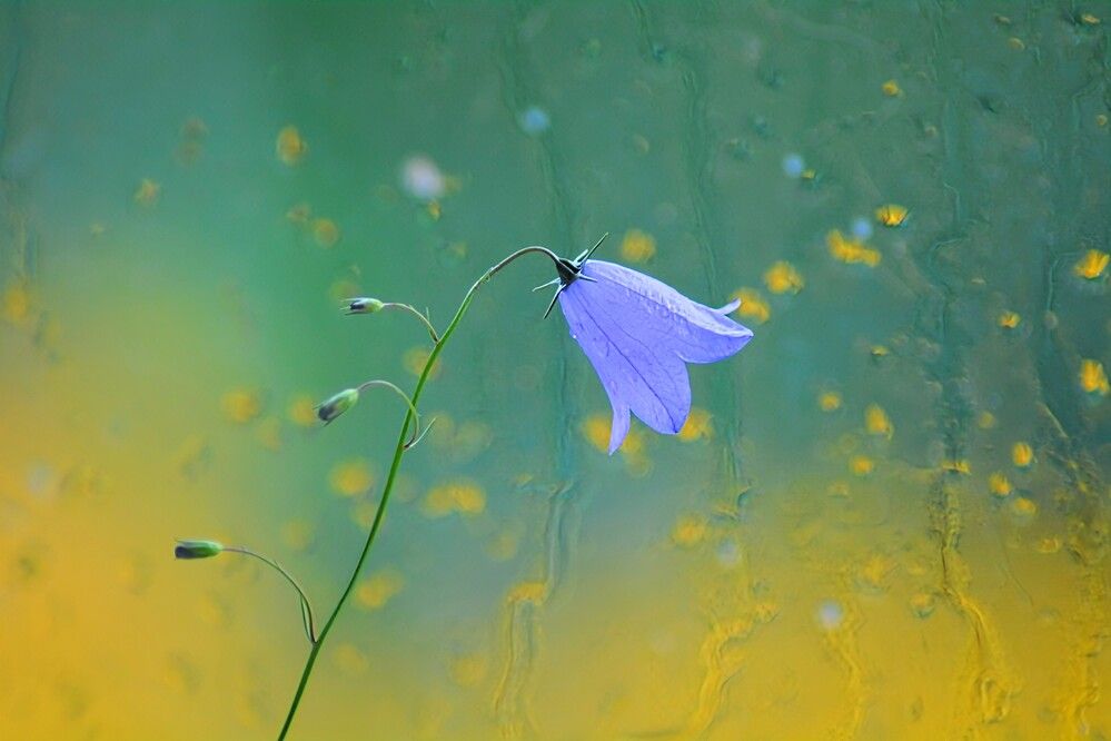 Photograph by София Бояринцева