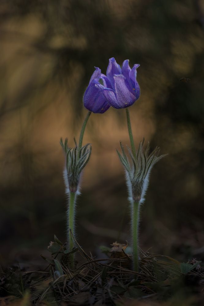 Photograph by Alexander Semenko