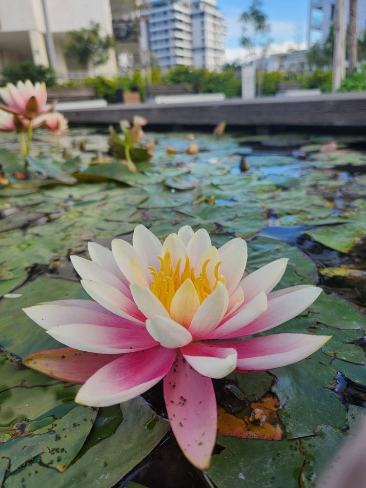 Photograph by Sveta Mitlansky