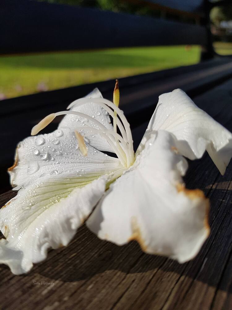 Photograph by Sveta Mitlansky