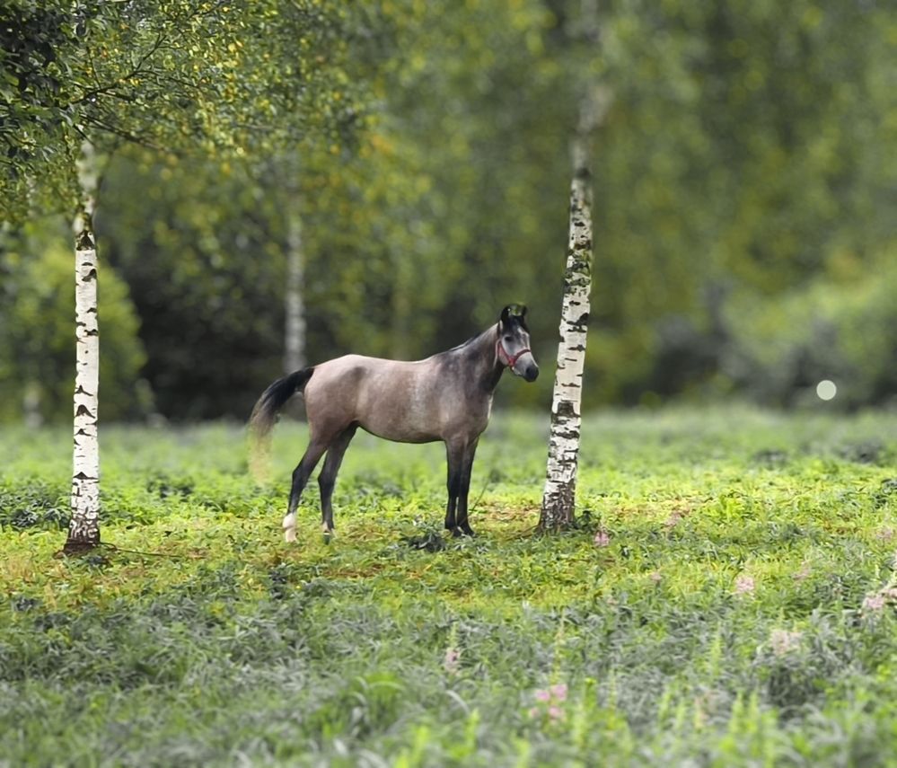 Photograph by Марина Опарина