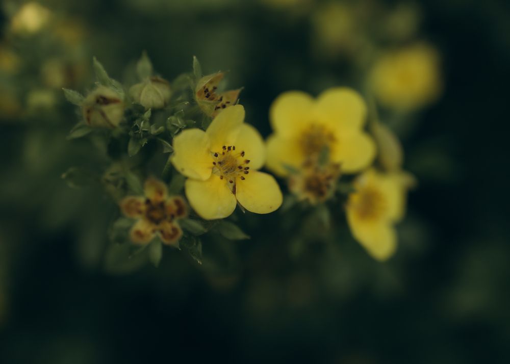 Фотография автора Ирина Богоносова