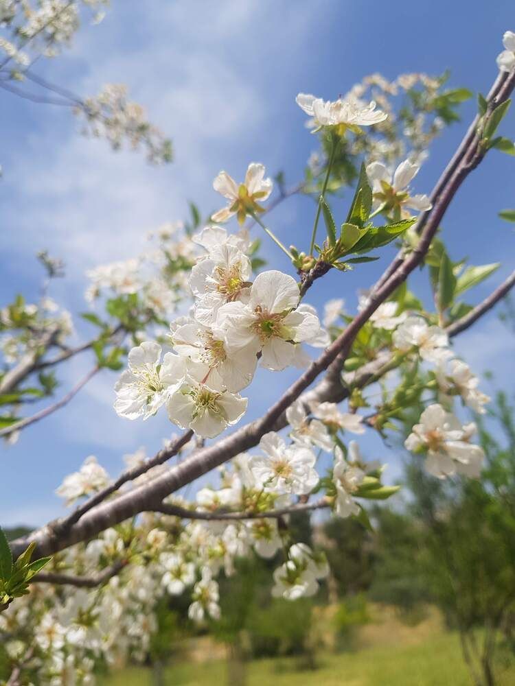 Photograph by Sveta Mitlansky