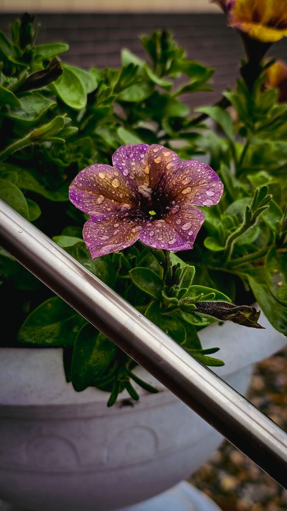 Photograph by Елена Сиушова