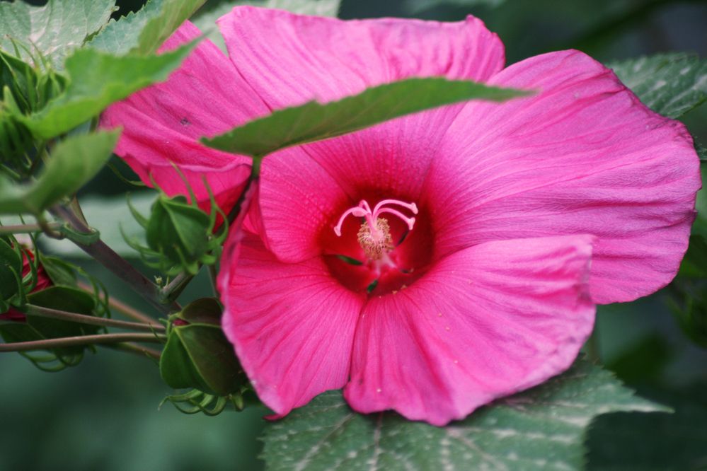 Photograph by Юлия Ханналайнен