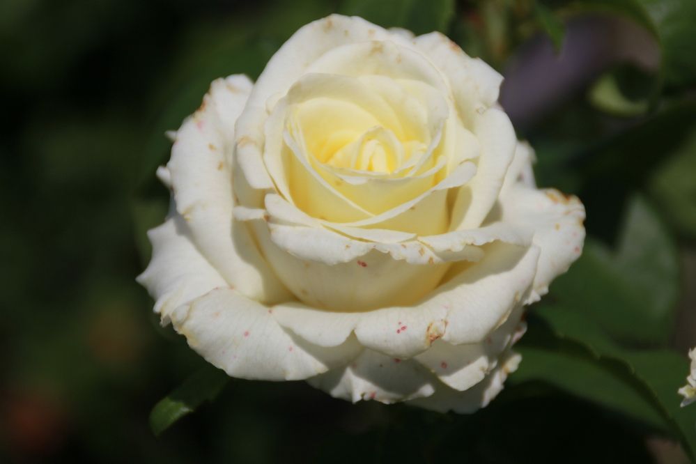 Фотография автора Светлана Терехова