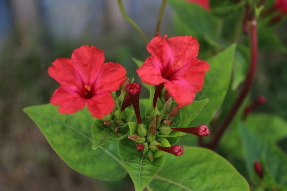 Фотография автора Светлана Терехова